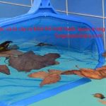 Loại bỏ rác và lá cây ra khỏi hồ bằng vợt