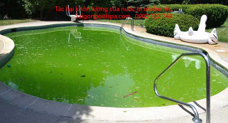 Tác hại khôn lường của nước bị nhiễm rêu