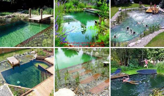 Bể bơi sinh thái tự nhiên